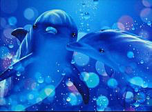 無料壁紙 かわいいイルカを撮影した写真の壁紙画像まとめ 海 島 夕日 イルカ 画像 可愛い