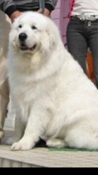 白い大型犬種6選 白い大型犬の特徴や性格 注意点は 白い犬 大きい